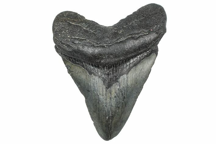 Fossil Megalodon Tooth - South Carolina #362477